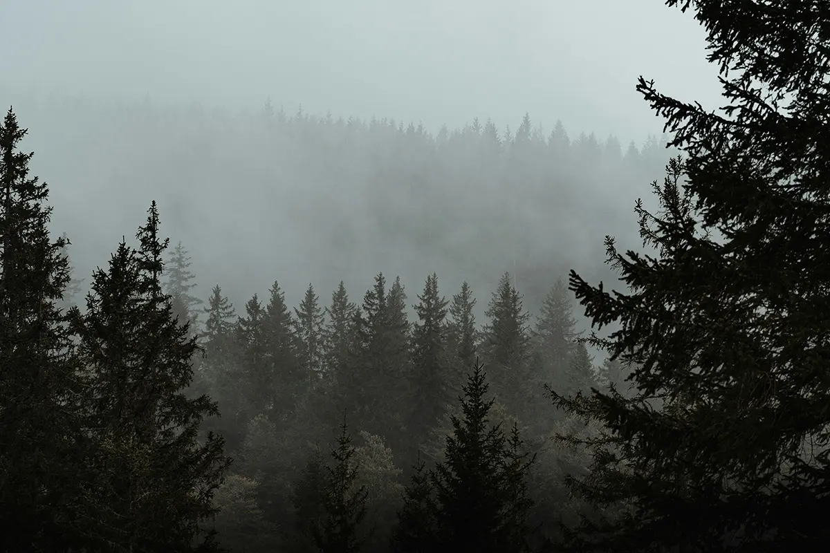 6 Eerie & Haunting Places In The Black Forest Of Germany