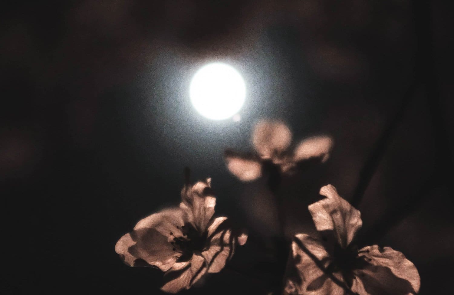 Blossoming Under the Full Moon: A Guide to the Flower Moon