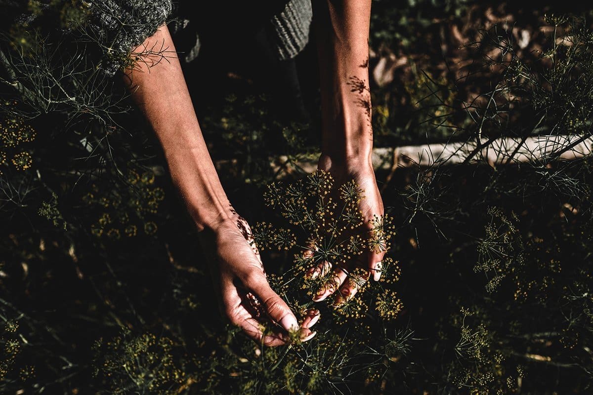 Discover the Herbal Magic of Dill