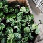 Mint: The Essential Herb for Your Garden, Kitchen, and Health