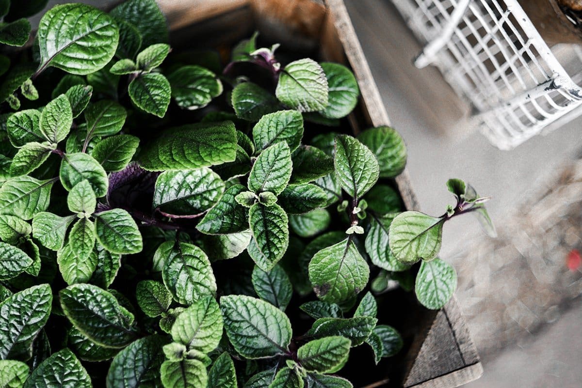 Mint: The Essential Herb for Your Garden, Kitchen, and Health