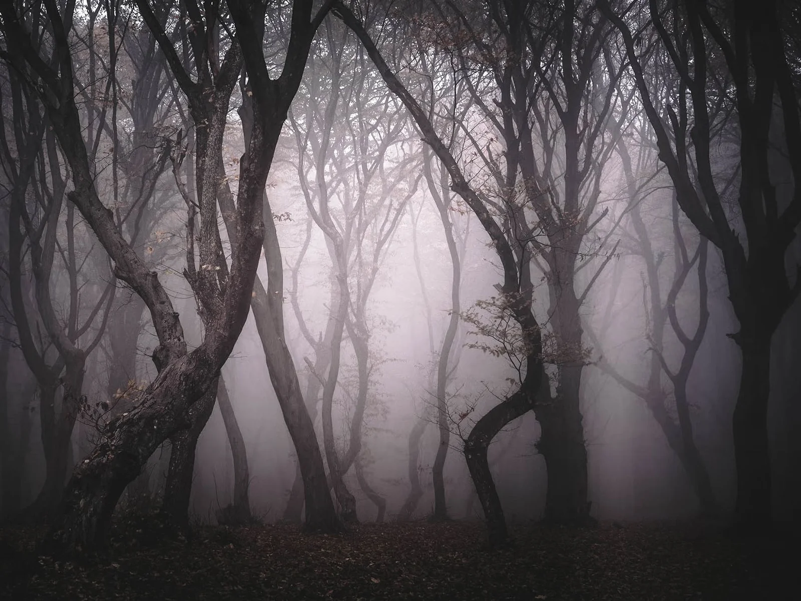 Exploring Hoia Baciu: Romania’s Infamous Haunted Forest