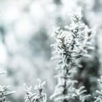 Boosting Spirits: Winter's Best Herbs for Health and Wellness