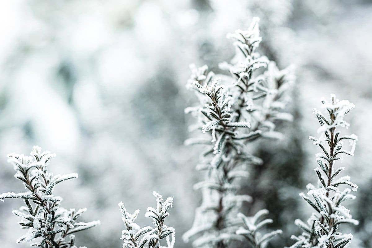 Boosting Spirits: Winter's Best Herbs for Health and Wellness