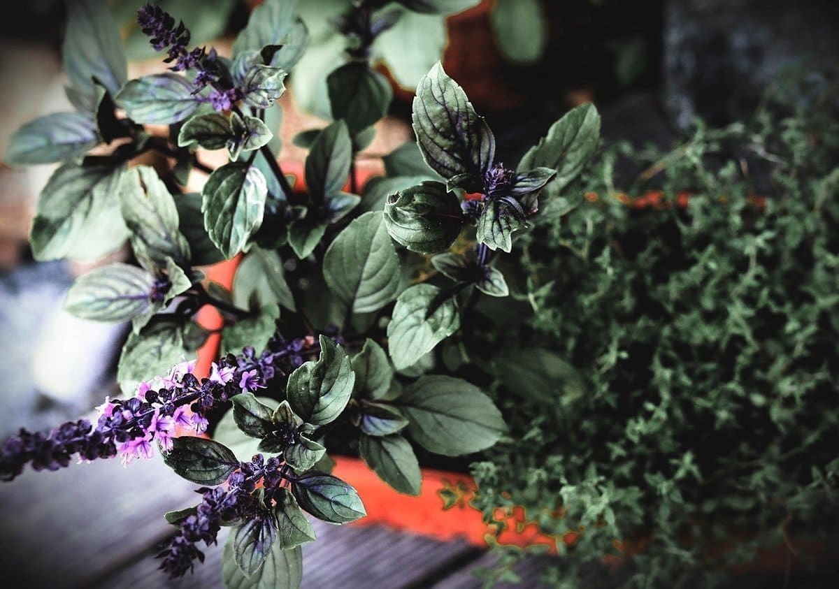 Harmonize with Nature A Libra's Guide to Spiritual Herbs