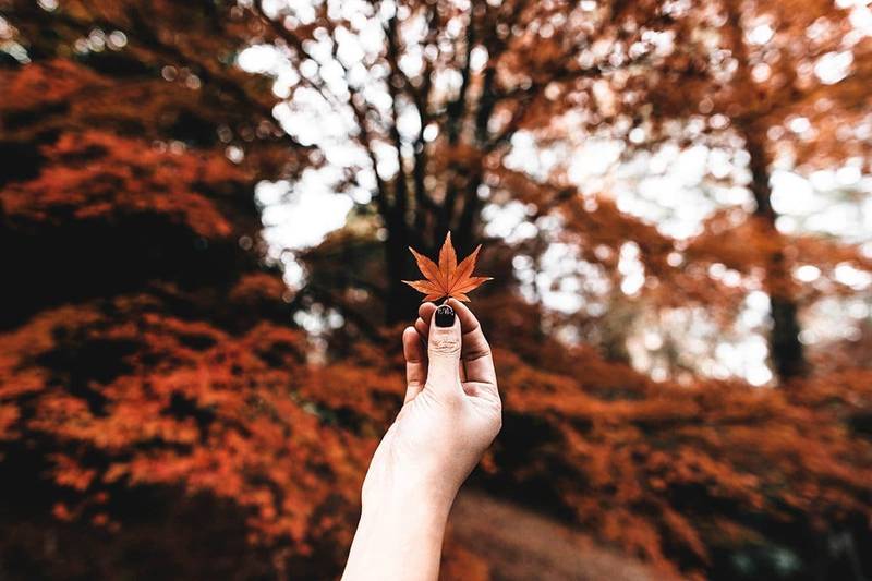 Fall is a time of transformation, a period of letting go and preparing for the quieter months ahead. By exploring the spiritual aspects of this season, we can find profound meaning and renewal in our lives.