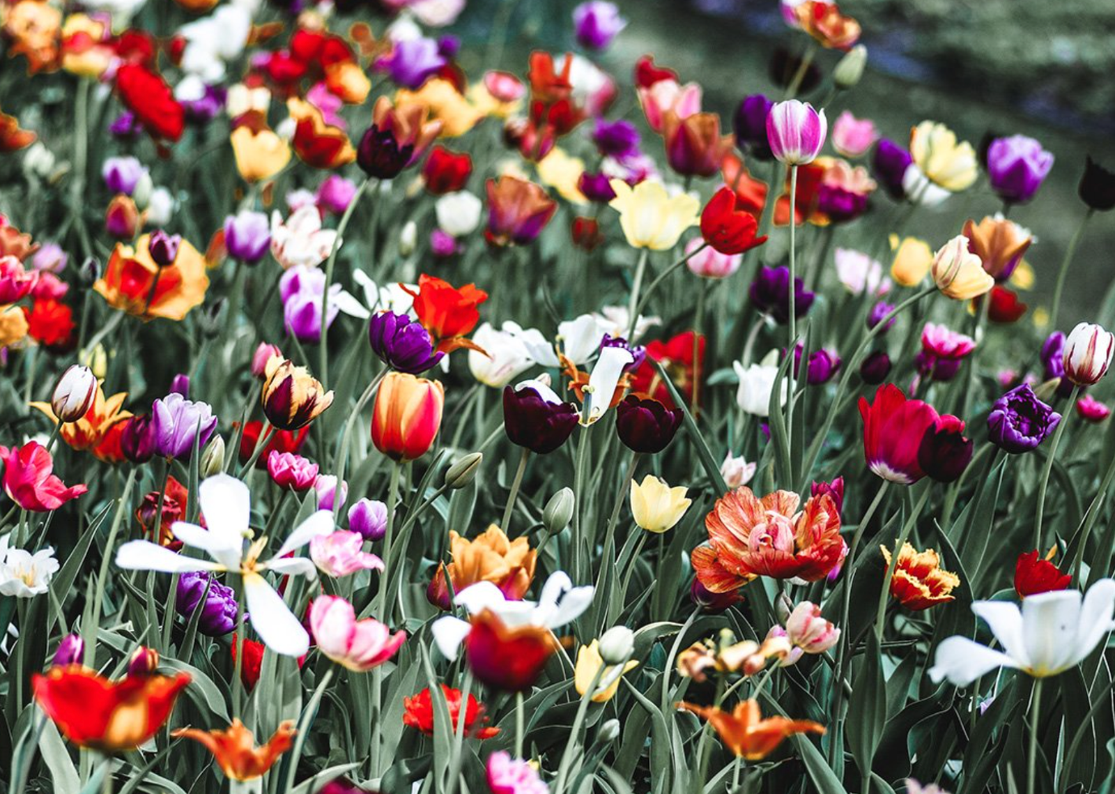 The Magic of Flowers: Spiritual and Witchy Significance of Spring Blooms